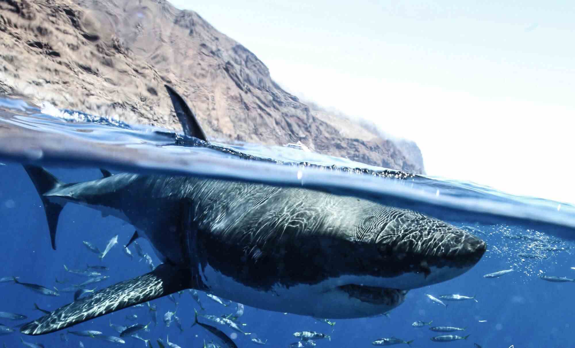 Ein Weißer Hai durchbricht die Wasseroberfläche in der Nähe der Insel Guadalupe.