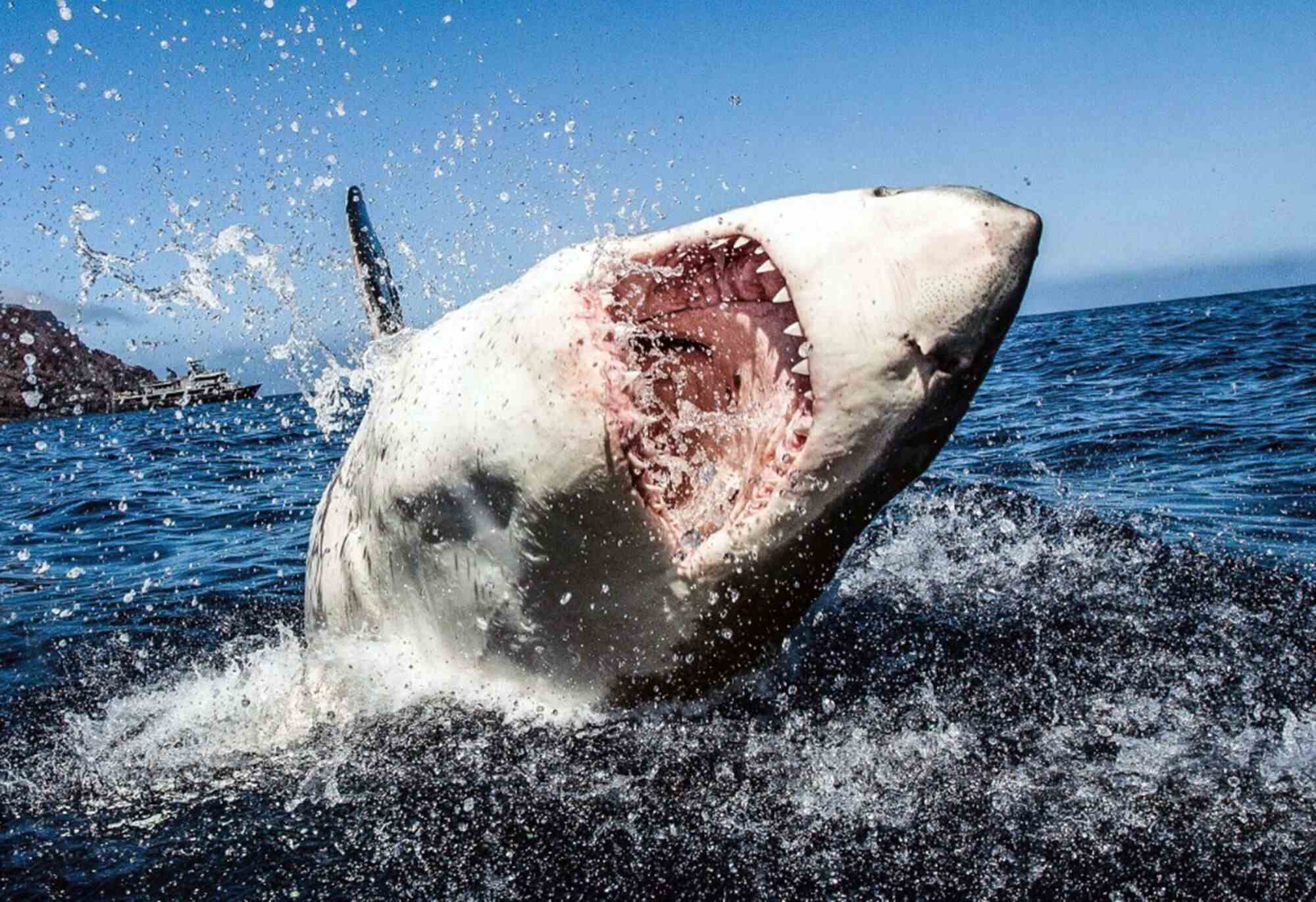Ein Weißer Hai durchbricht die Meeresoberfläche.