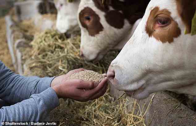 Mit Getreide gefütterte Kühe, die sich mit Mais und Sojabohnen ernähren, weisen bekanntermaßen mehr Marmorierung in ihrem Fleisch auf (Archivbild)
