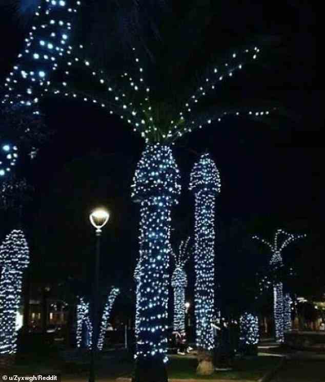 Diese Palmen wurden mit Lichterketten geschmückt, aber es sieht ziemlich ungezogen aus, wenn sie leuchten