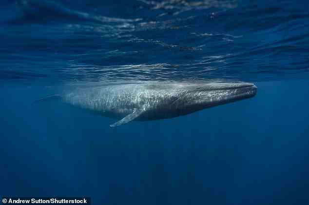 Der Blauwal ist das größte Tier, von dem bekannt ist, dass es jemals existiert hat, und erreicht eine maximale bestätigte Länge von 98 Fuß (29,9 Meter).