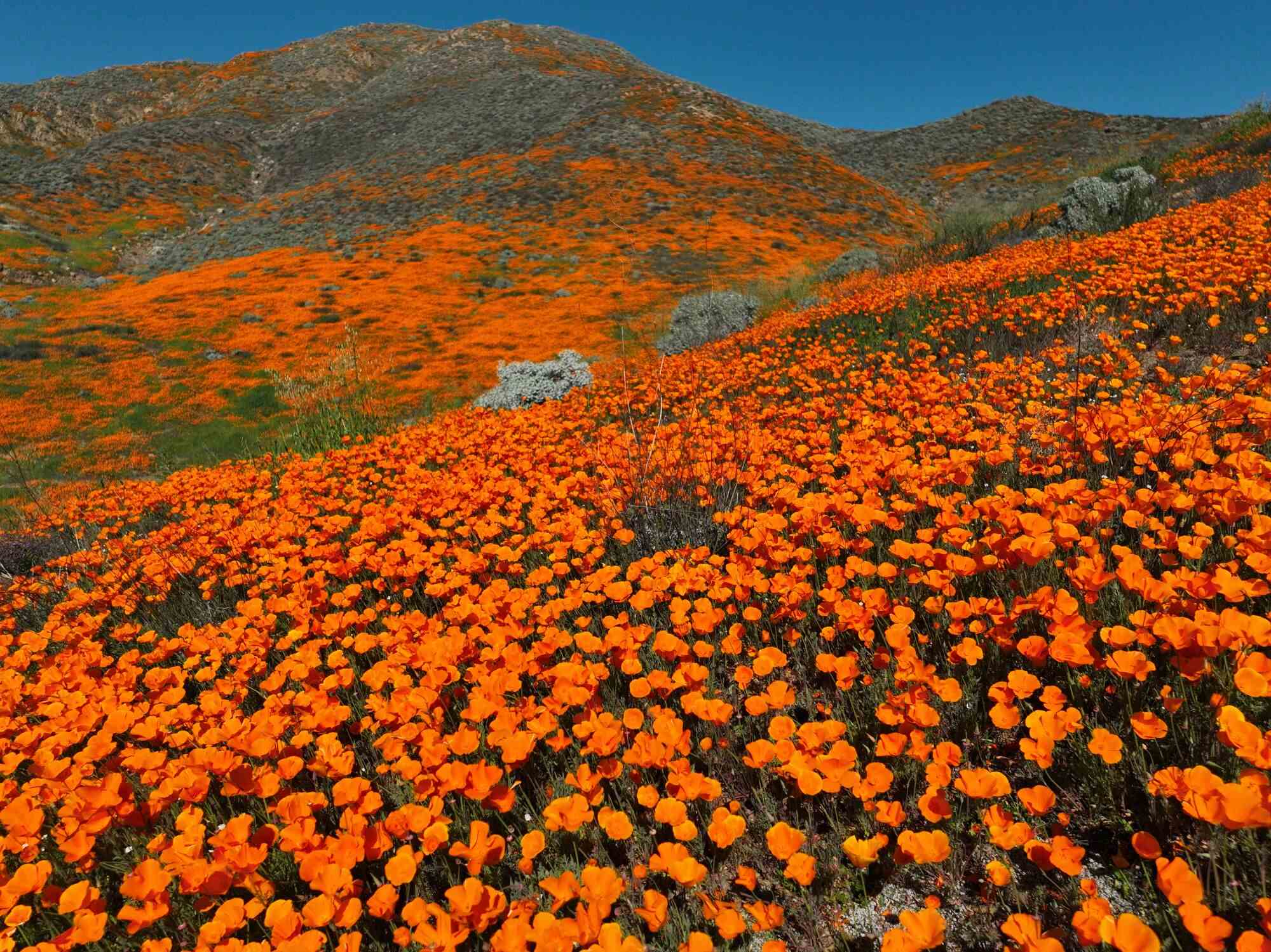 Eine Nahaufnahme der kalifornischen Frühlingsmohnblumen, die Anfang dieses Jahres blühen