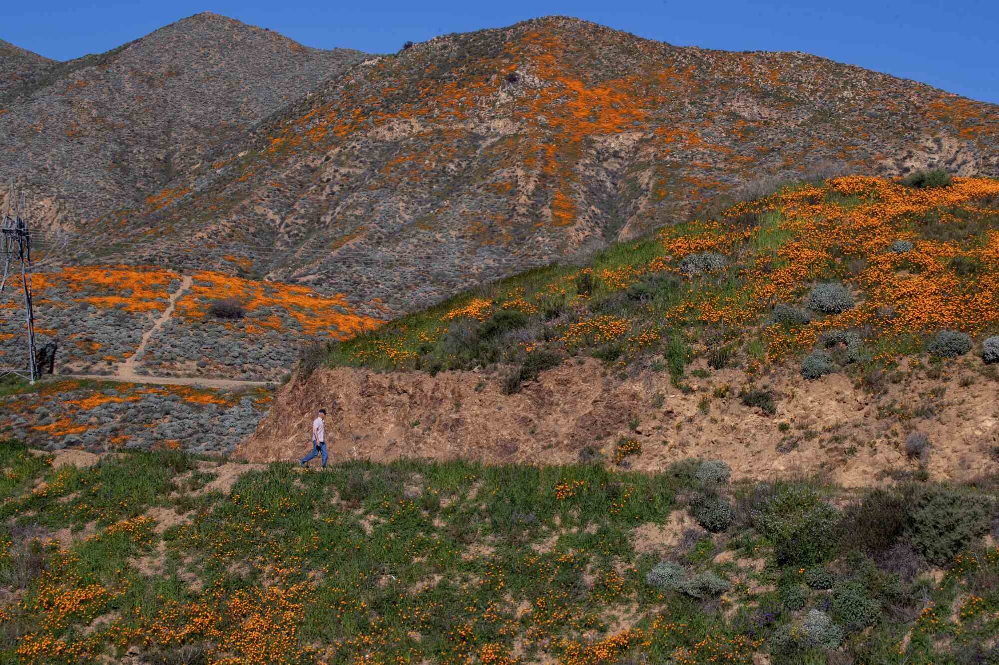 Jeff Foster konnte eine malerische Wanderung unternehmen, um die kalifornischen Mohnblumen im Frühling zu sehen