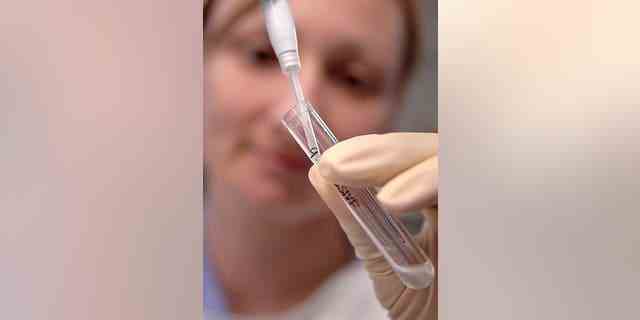 BER 12: Ein Laborant füllt ein Reagenzglas in der Sydney IVF Clinic in Sydney, Australien, Donnerstag, 12. Oktober 2006. Die australische Regierung gibt jährlich etwa 100 Millionen AUD für die Subventionierung von Fruchtbarkeitsbehandlungen aus.  