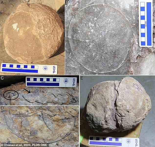 Last month, a hatchery containing 256 fossilised titanosaur eggs was discovered in India. Pictured: Eggs and egg outlines. A: Completely unhatched egg. B: Outline of an egg thought to be unhatched. C: Compressed egg with hatching window indicated by an arrow, and egg shell fragments indicated with circles. D: Egg. E: Deformed egg