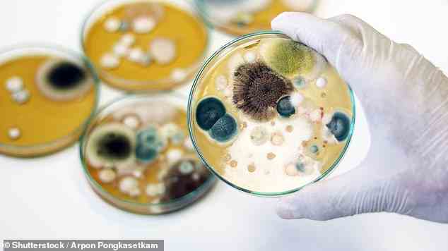 Wissenschaftler haben auf eine Petrischale gefurzt, um herauszufinden, ob Fürze die Luft mit Bakterien verunreinigen.  Die Schalen wurden über Nacht stehen gelassen und eine Schale keimte sichtbare Klumpen von zwei Arten von Bakterien, die normalerweise nur im Darm und auf der Haut zu finden sind
