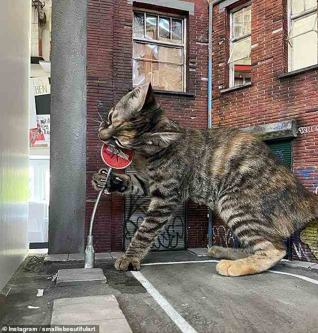Eine Katze, die versucht, einen Bissen aus dem Straßenschild vor einem roten Backsteingebäude zu nehmen