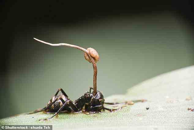 The Last of Us konzentriert sich auf Cordyceps, einen in der Natur vorkommenden Pilz, der Ameisen infiziert, um ihren Geist zu kontrollieren