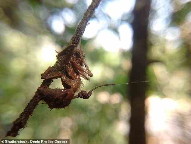 Infizierte Ameisen bewegen sich aus dem Nest und auf ein Blatt oder eine Pflanze über ihrer Kolonie, wodurch die Sporen auf andere Ameisen fallen können.  Experten sagten, dass der Pilz, um die gesamte menschliche Bevölkerung zu infizieren, von unseren verschiedenen Immunzellen unbemerkt bleiben müsste