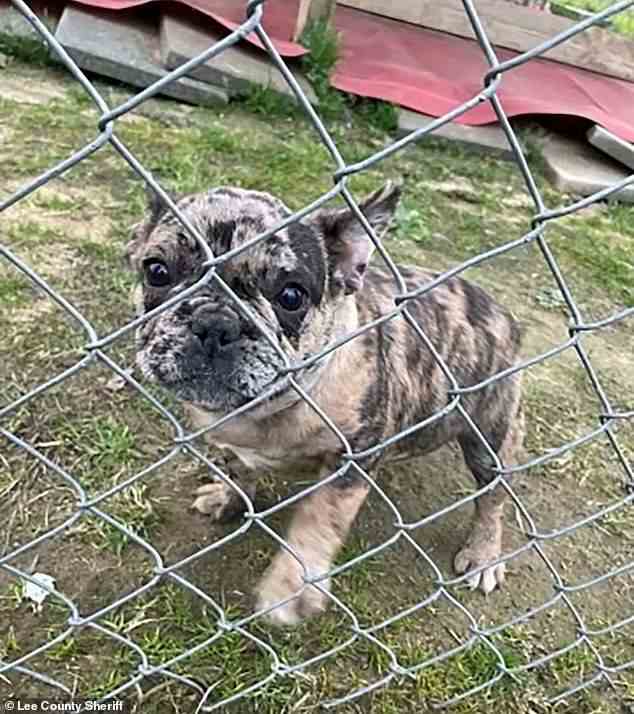 Die französische Bulldogge, die seit dem verpatzten Hundeverkauf am Montagabend in South Carolina vermisst wird.  Der Hund kostete 2.500 Dollar