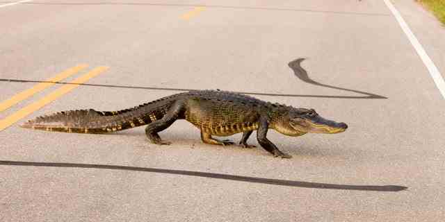 A large alligator crosses a Florida highway. In Florida, the law reportedly states that people, unless licensed to do so, cannot feed alligators or crocodiles.