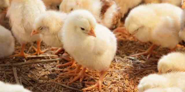 It's against the law in Illinois to dye a baby chick, among other animals.