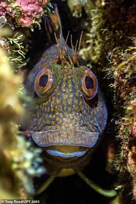 This eye-catching picture shows a 'variable blenny' fish caring for his eggs in the crevice of a rock off the coast of Devon. The image, which takes the top prize in the 'British Waters Compact' category, is the work of UK photographer Tony Reed, who says that the fish was an 'inquisitive little chap'. The judges remark: 'What a portrait'