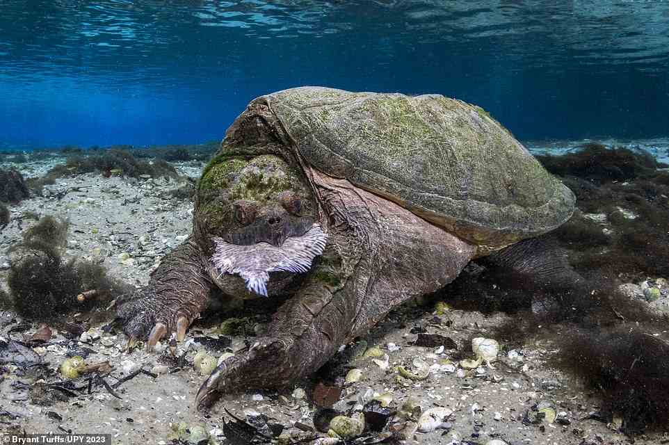 Ranking third in the 'Behaviour' category, this fascinating picture by U.S photographer Bryant Turffs shows a 'charismatic' common snapping turtle eating a flatfish in a freshwater spring in Florida. Turffs notes that the type of fish that the turtle is feasting on is commonly known as 'hog-choker'. He explains: 'The fish species got its name from farmers who observed pigs choking on their spines. These spines, however, were no match for the turtle who used her forelimbs to scrape them away before swallowing'