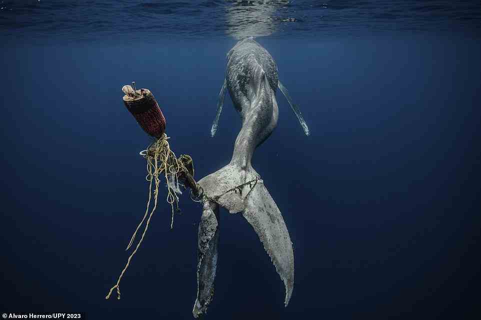 Taking the top spot in the 'Marine Conservation' category, this devastating picture shows a humpback whale dying 'a slow, painful and agonizing death after having its tail entangled in ropes and buoys, rendering its tail completely useless'. It was captured by Spanish photographer Alvaro Herrero off the coast of Mexico, and earned him the title of Marine Conservation Photographer of the Year 2023. The photographer admits: 'Taking this photograph was, for me, the saddest moment I've experienced in the ocean. Especially because I have spent so much time with humpbacks underwater, experiencing eye contact, interactions, and seeing with my own eyes how they are sentient and intelligent beings'