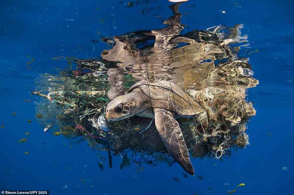 Commended in the 'Marine Conservation' category, this heartbreaking picture shows an olive ridley sea turtle that's 'badly entangled' in a fishing net near the Sri Lankan port city of Trincomalee. Hong Kong photographer Simon Lorenz, who was behind the lens, reveals that the turtle was later freed from the net. He says: 'Turtles consume floating plastic and get entangled in fishing nets. The problem in Sri Lanka is that fishermen leave the nets afloat as they are fish aggregation devices. They will rescue turtles if they come across it but since these floats can be many miles from shore, the rescue often comes too late.' The judges describe the picture as a 'lovely photograph of an awful image'