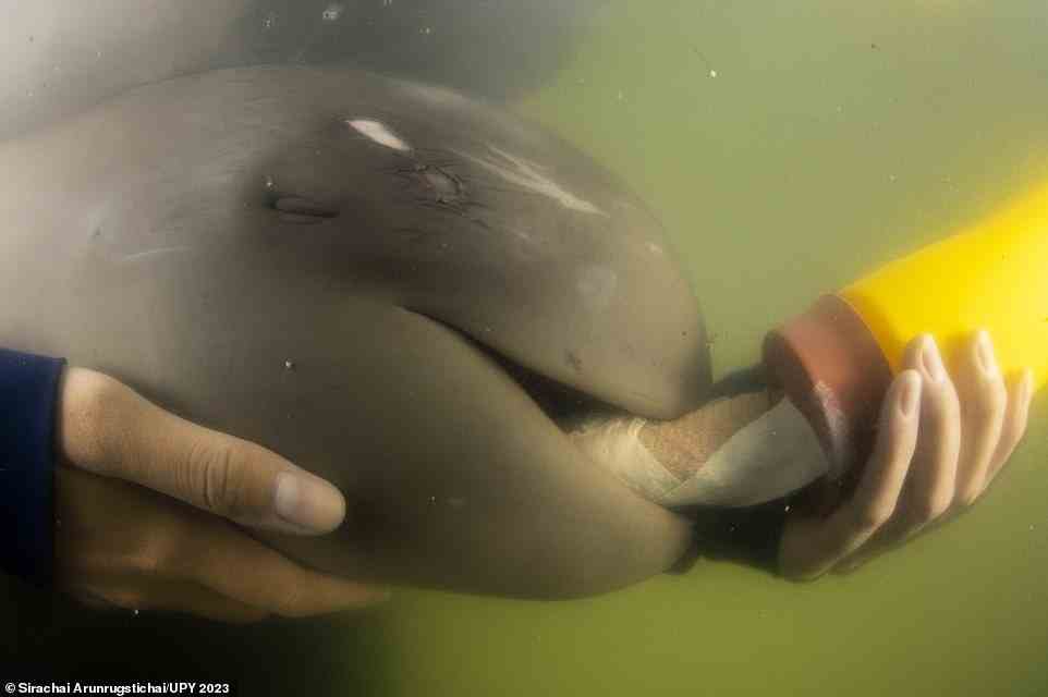 In this moving picture, Paradorn, an orphaned Irrawaddy dolphin calf, nibbles on a baby bottle while resting in the arms of its caretaker at the Marine Endangered Species Veterinary Hospital in Rayong, Thailand. Thai photographer Sirachai Arunrugstichai, who captured the shot, says: 'The six-month-old dolphin was rescued from stranding in the eastern Gulf of Thailand and then taken into care by the veterinarians of the Department of Marine and Coastal Resources, since the chance for an unweaned calf to survive in the wild without its mother is slim.' Sadly, Arunrugstichai notes that the dolphin calf died soon after the picture was taken, despite efforts to keep it alive. The picture is commended in the 'Marine Conservation' category