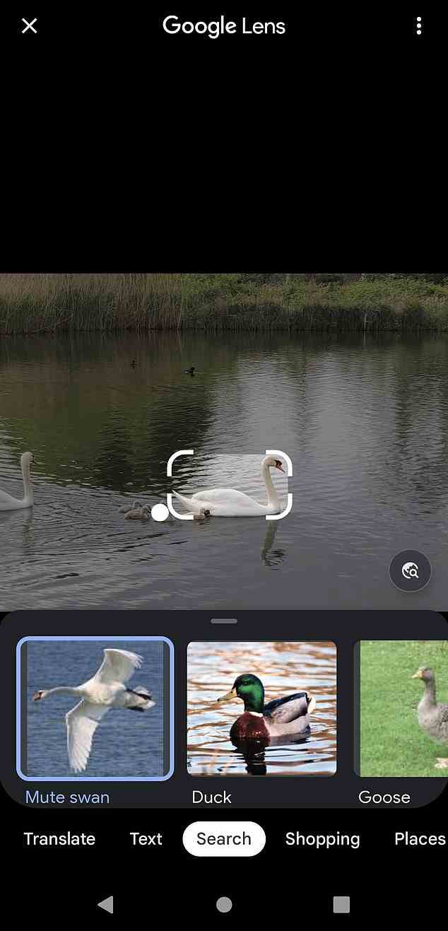 Mit der Lens-Funktion von Google können Sie Tiere und Pflanzen identifizieren, indem Sie einfach ein Foto machen und das System durchsuchen