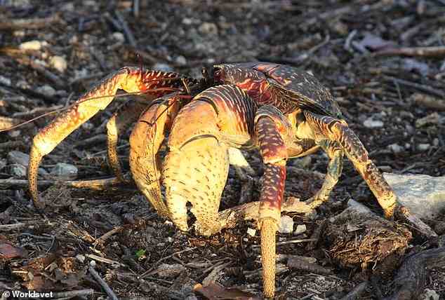 Coconut crabs can weigh up to 9lbs (4kg) with a body length of 16 inches, and have large claws with which to crack open coconuts