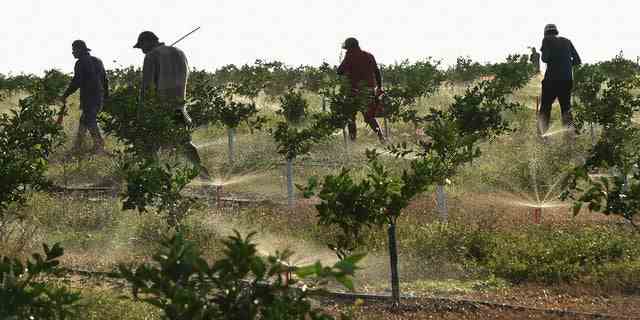 Wanderlandarbeiter überprüfen am 14. Dezember 2022 in Fort Meade, Florida, Bewässerungsleitungen in einem Orangenhain, der von einem Zitrusbauern der fünften Generation bewirtschaftet wird.
