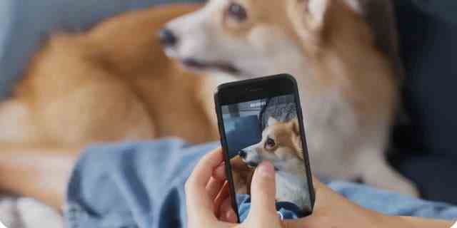 Diese App könnte ein großartiges Werkzeug sein, wenn Ihr Hund oder Ihre Katze unter anderem leichte Symptome hat.