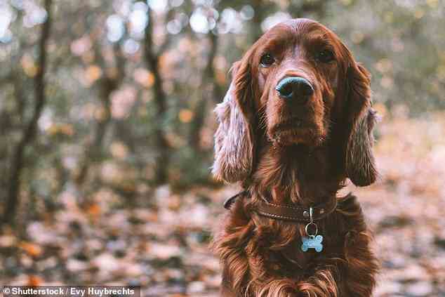 Laut einer Studie, bei der fast 13.000 australische Haustierbesitzer befragt wurden, wurde Luna zum beliebtesten Hundenamen im Jahr 2022 erklärt (Archivbild)