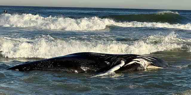 Der tote Buckelwal mit einer Länge von 24 Fuß wurde am Montag in Manasquan, New Jersey, an Land gespült.