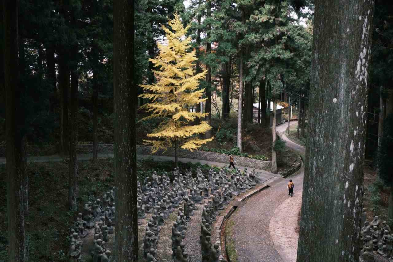 A golden ginkgo tree and some of the 500 rakan (Buddhist ascetics) statues at Unpenji, Temple No. 66 of the 88-temple Ohenro pilgrimage trail in Shikoku.