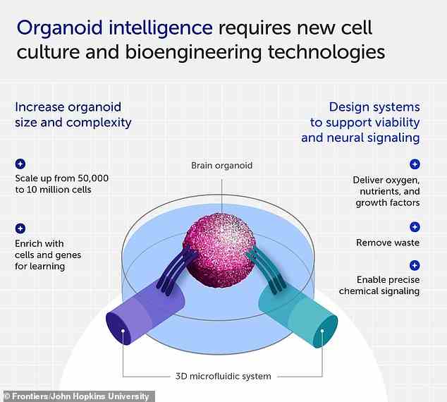 Jedes Organoid enthält ungefähr 50.000 Zellen, ungefähr so ​​groß wie das Nervensystem einer Fruchtfliege – obwohl dies vergrößert werden müsste, um einen OI-Computer zu bauen