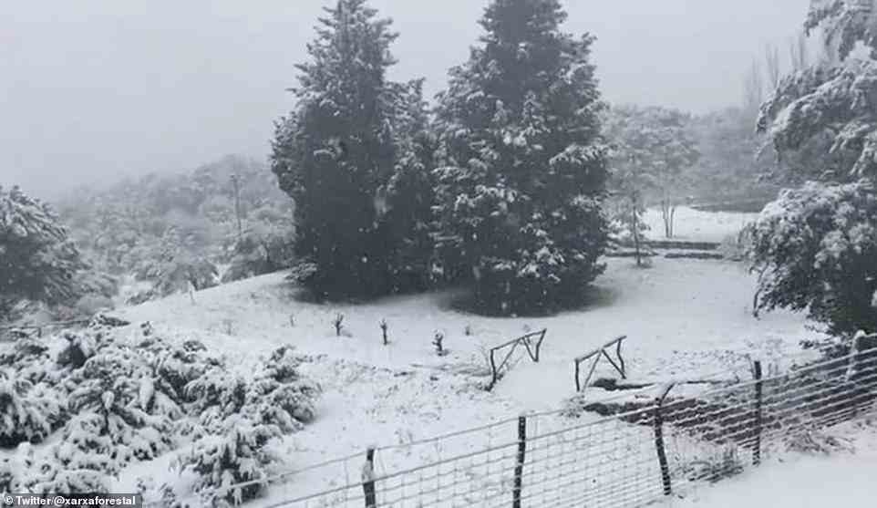 AEMET gab heute eine rote Schneewarnung heraus und warnte davor, dass innerhalb von 24 Stunden 15 Zoll in die Serra de Tramuntana-Bergkette im Norden der Insel fallen werden