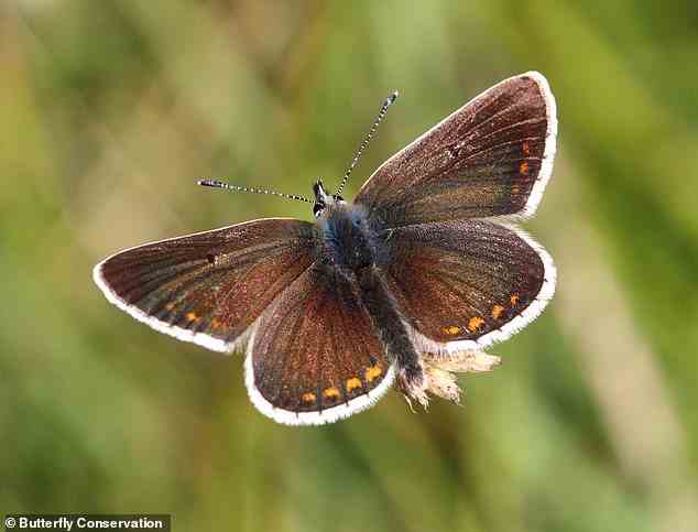 Zu den Arten, die zurückgegangen sind, gehört der Northern Brown Argus (im Bild), dessen Bestand in ganz Großbritannien um 57 Prozent zurückgegangen ist