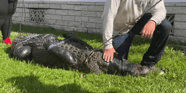 Ein Alligator in Florida, der für den Tod einer älteren Frau verantwortlich ist, versuchte nach Angaben einer staatlichen Behörde zuerst, ihren Hund anzugreifen.