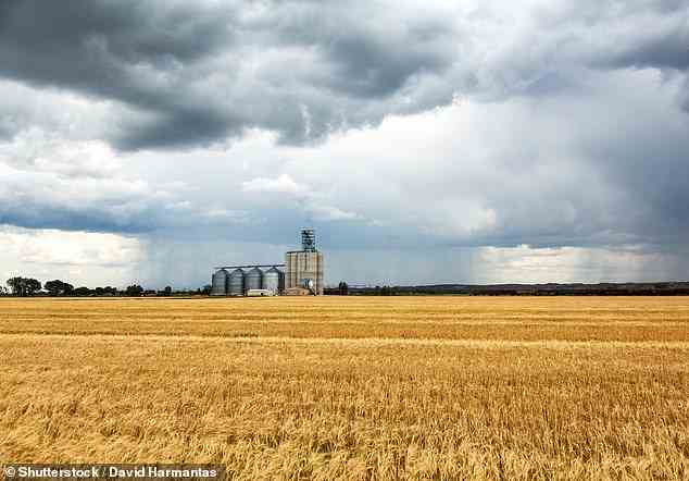 Großbritannien wird die Hälfte seines Ackerlandes für den Anbau von Biokraftstoffen verwenden müssen, bevor umweltfreundliche Flugreisen Realität werden, sagen Wissenschaftler. [File image]