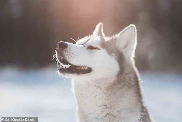 Forscher haben herausgefunden, dass bestimmte Hunderassen mehr DNA mit Wölfen teilen und daher eher heulen.  Und während Huskies (im Bild) und Alaskan Malamutes offensichtlich verwandt erscheinen, gehören Pekingese-Welpen, Shar Peis und Basenjis ebenfalls zu dieser Kategorie