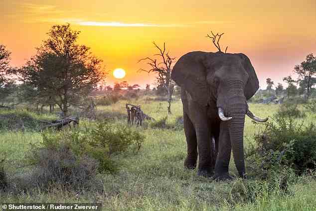 Enge Begegnung: Henry Jones erkundet Pafuri, ein 65.000 Hektar großes privates Buschland und den obersten Teil des südafrikanischen Krüger-Nationalparks.  Oben streift ein Elefant bei Sonnenuntergang durch den Nationalpark