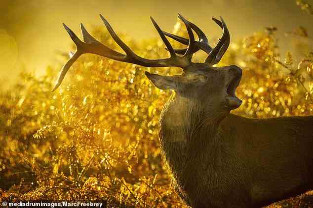 Ein Hirsch brüllt im ersten Licht der Morgendämmerung im Bushy Park im Westen Londons um Aufmerksamkeit