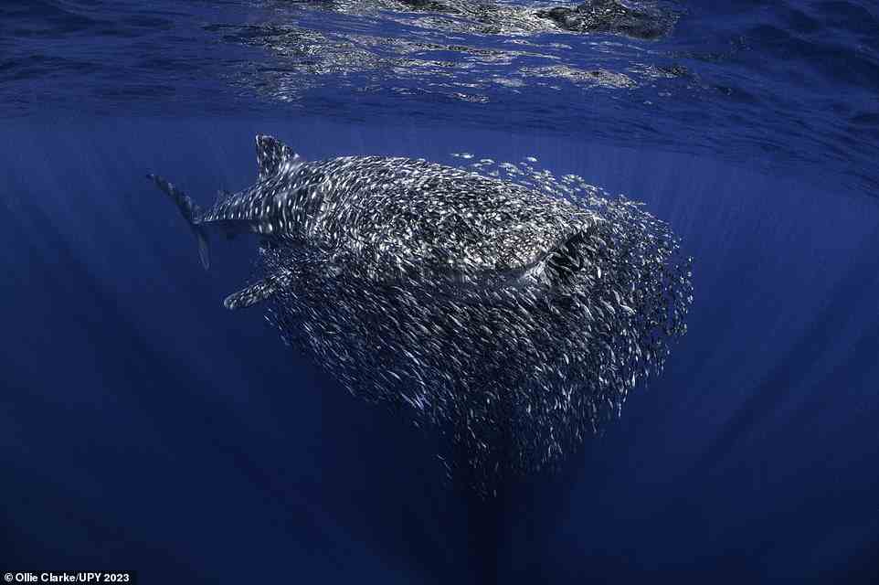 A whale shark is surrounded by a cluster of small fish - known as a bait ball - in Australia's Ningaloo Reef in this dynamic picture by photographer Ollie Clarke, who has earned the title of British Underwater Photographer of the Year 2023. He explains: 'The whale sharks on the Ningaloo are often accompanied by bait-balls like this one, where the small fish use the shark as a floating shelter. However, this one was huge, much denser and with a lot more fish than usual... the shark almost looked as if it was getting fed up with the small fish and it was attempting to shake off the swarm.' Noting that whale sharks are 'active predators of schools of small fish', the judges remark: 'Ollie’s stunning image is perfectly timed as the shark pounces, switching from benign escort to hunter, mouth gulping down its prey.' The picture is also a runner-up in the 'Up and Coming' category