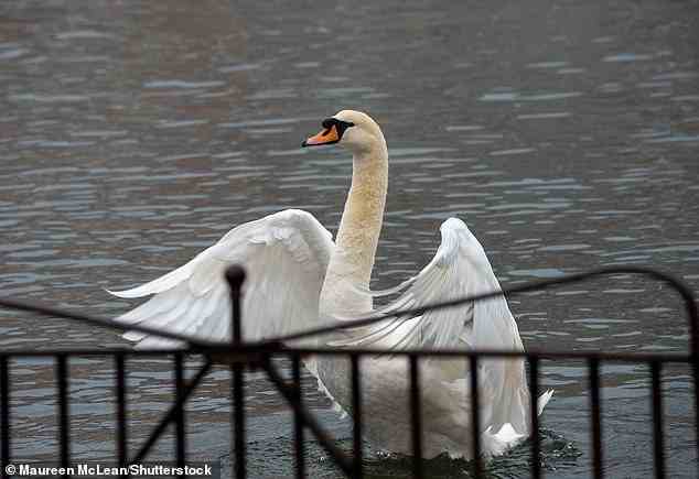 Brits have told MailOnline that Defra call handlers at the 'overwhelmed' service are advising them to put carcasses into the bin themselves without recommending any PPE. Pictured: A swan on the River Thames in Windsor, Berkshire