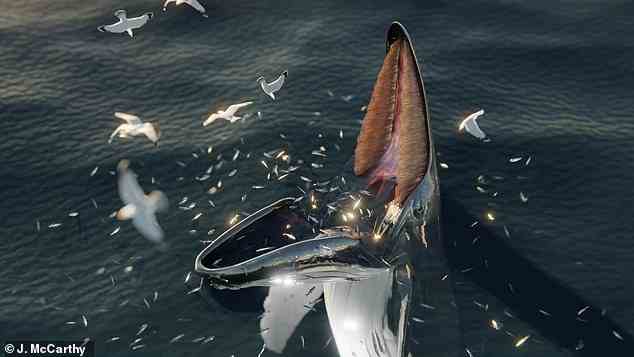 Berichte aus dem 13. Jahrhundert besagen, dass die „Hafgufa“-Kreatur Fische in ihr stationäres Maul lockte, indem sie einen unwiderstehlichen Duft verströmte und ihre Nahrung erbrach.  Im Bild: Eine digitale Rekonstruktion einer Buckelwalfangfütterung