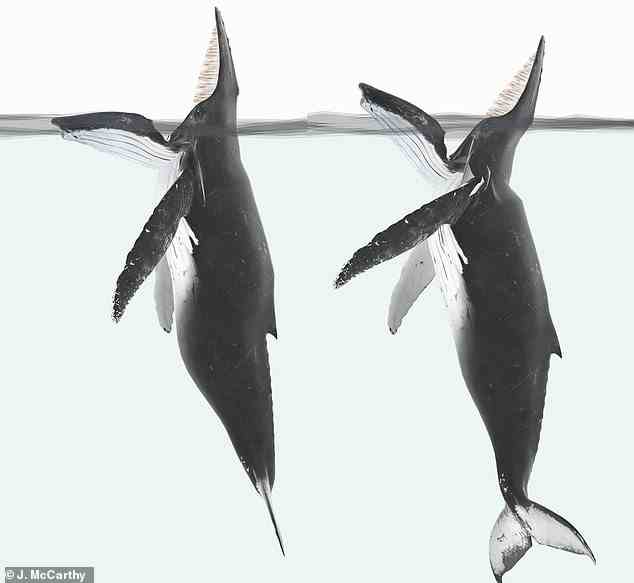 Die „Tretwasser“-Fütterung ist eine von Walen angewandte Technik, die erstmals 2011 aufgezeichnet wurde. Die riesigen Meeressäuger öffnen ihre Kiefer im rechten Winkel und warten darauf, dass Fische hineinschwimmen, bevor sie sie schließen.  Im Bild: Diagramm eines Buckelwals, der an der Trittwasserfütterung beteiligt ist