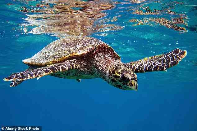 Grüne Schildkröten und Karettschildkröten nisten auf Alphonse, verrät Teresa.  Oben schwimmt eine Karettschildkröte durch die Gewässer der Seychellen
