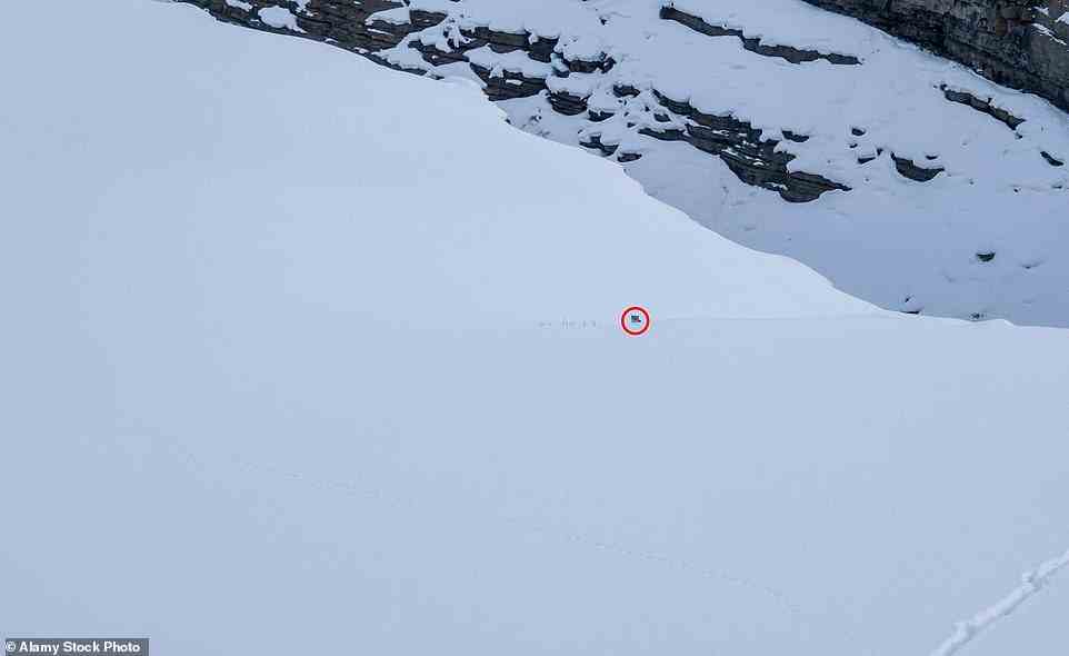 They are known as the 'ghost of the mountains' because of their elusive nature, they are thought to be shy and solitary creatures - did you spot this lonely leopard hidden in the snow?