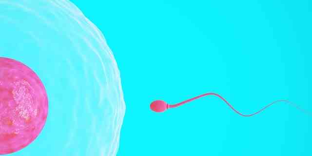 Hochwertiges 3D-Bild eines einzelnen Spermiums, das auf ein Ei zuschwimmt.