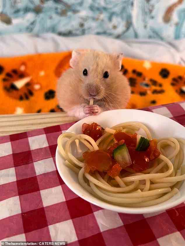 Anton sagte, dass er „sehr selten“ etwas für Herrn Marshmallow kocht, das der erwachsenere Hamster nicht mochte