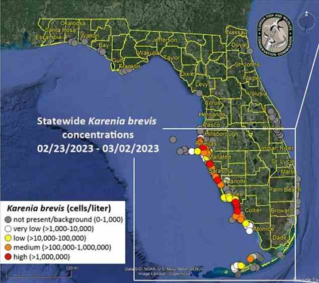 Diese von der Florida Fish and Wildlife Conservation Commission bereitgestellte Karte zeigt, dass Hotspots für Red Tide die Countys Collier, Lee, Manatee und Pinellas umfassen