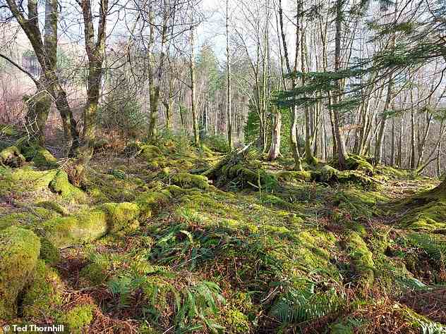 Swathes of land on the Knoydart peninsula are classed as temperate rainforest (above)