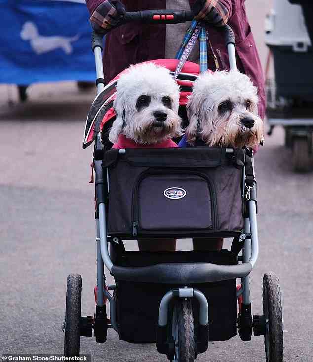 Reisen mit Stil!  Diese entzückenden kleinen Terrier kamen Seite an Seite an, als ihr Besitzer sie in einen Kinderwagen schob