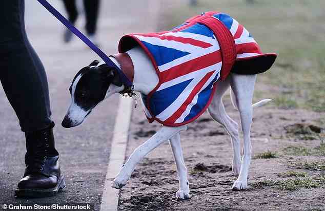 Patriotischer Welpe!  Dieser Windhund wurde abgebildet, als er mit seinem Besitzer das NEC betrat, während er einen Union Jack-Mantel trug