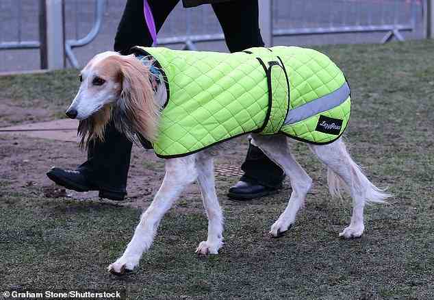 Gesteppte Königin!  Dieser Hund kam beim NEC an und trug einen limonengrünen, gepolsterten und gesteppten Mantel