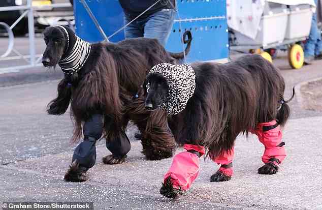 Diese gepflegten Hunde trugen Kopfbedeckungen und Beinwärmer, um ihr glänzendes Fell vor den Elementen draußen zu schützen